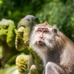 mongkey forest ubud
